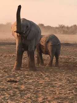 Two elephants spraying each other with dust